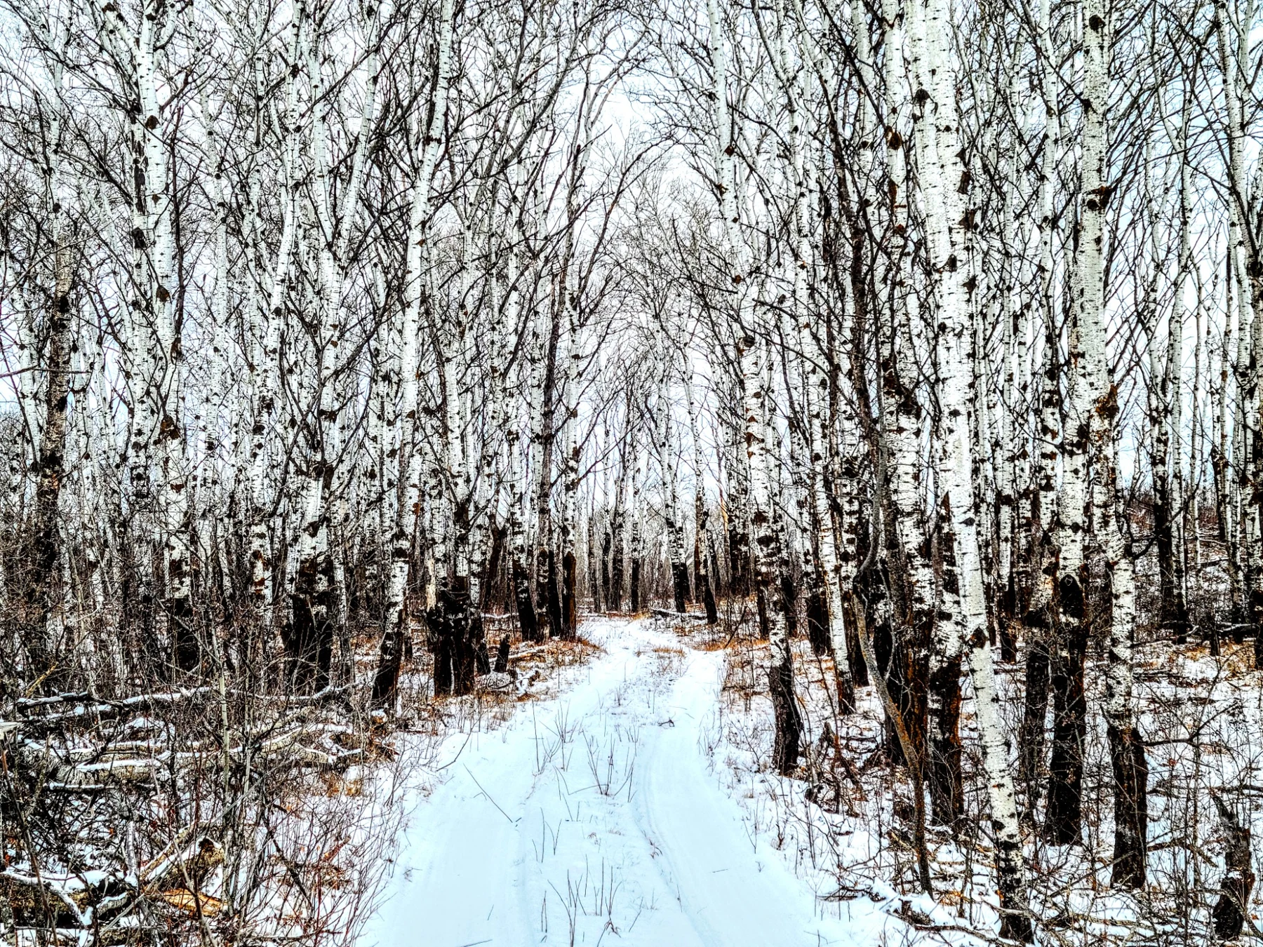 A snowy path winding through a stand of birch trees